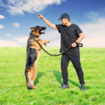 Guide Dog Trainer Salary: Everything You Need to Know