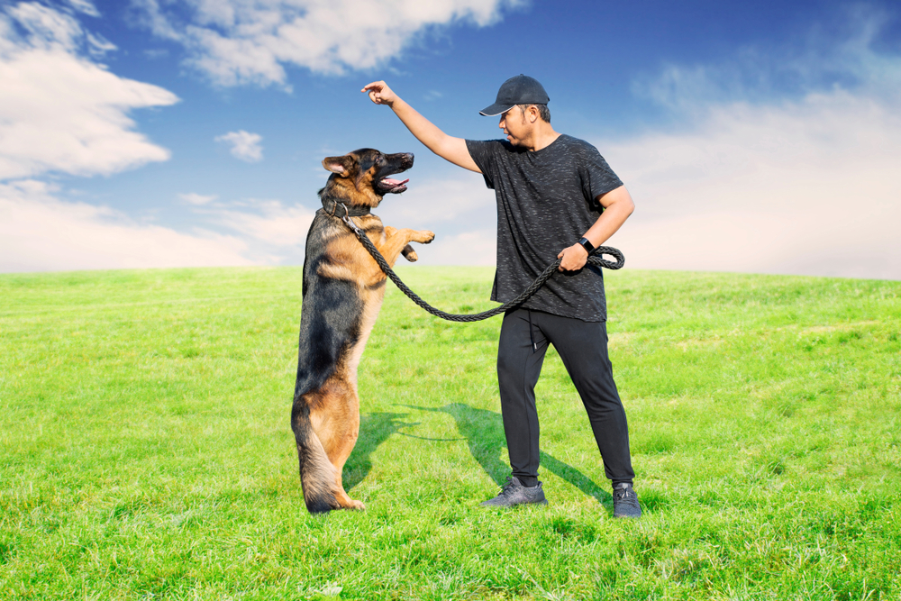 Guide Dog Trainer Salary: Everything You Need to Know