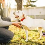 How to Become a Dog Trainer