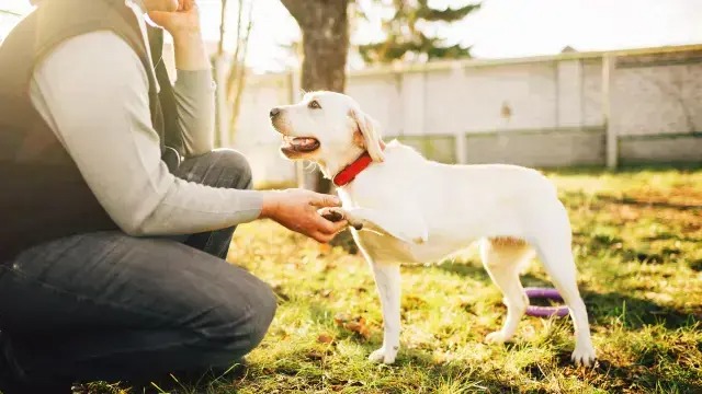 How to Become a Dog Trainer