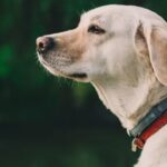 How to Become a Guide Dog Trainer