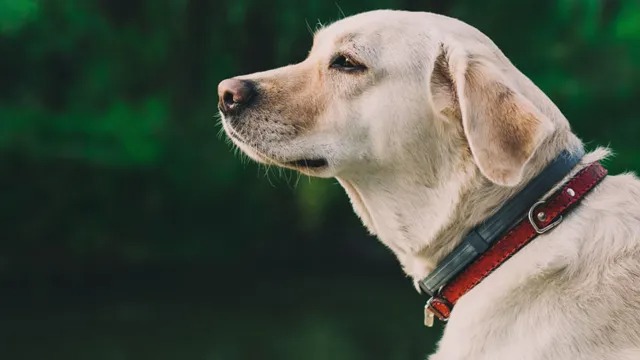 How to Become a Guide Dog Trainer