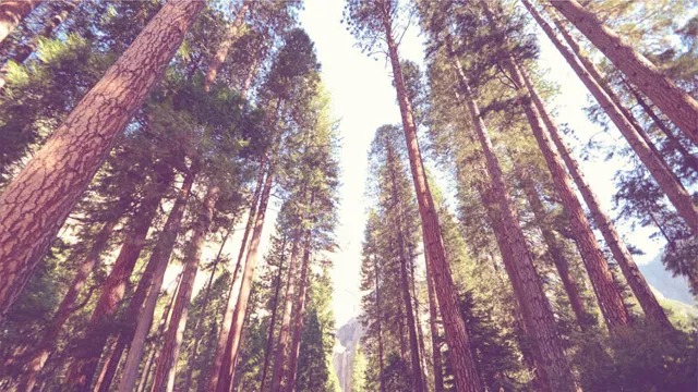 How to Become a Tree Surgeon