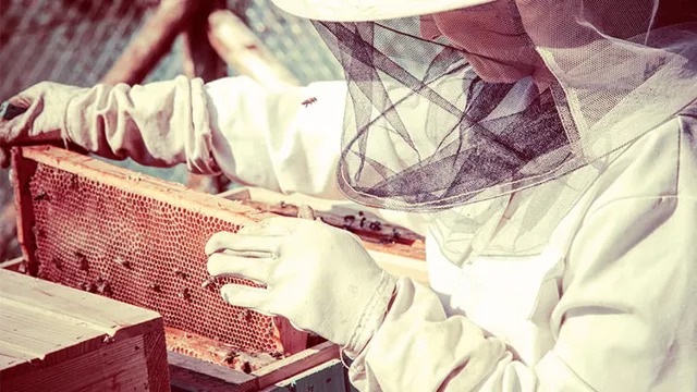 How to become a Beekeeper