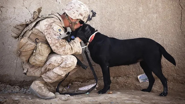 How to become an Army Dog Handler